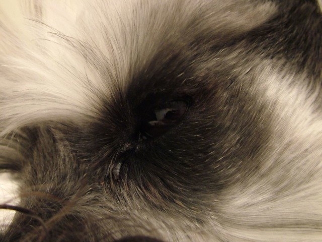 close up of schanauzer dog's eye