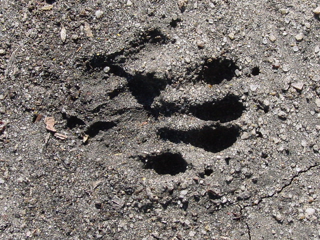 racoon paw print in sand