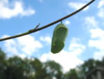 butterfly chrysalis hanging from branch