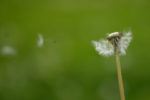 dandelion seeds blowing in wind