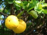 two lemons on a branch
