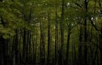 dense trees, dark forest