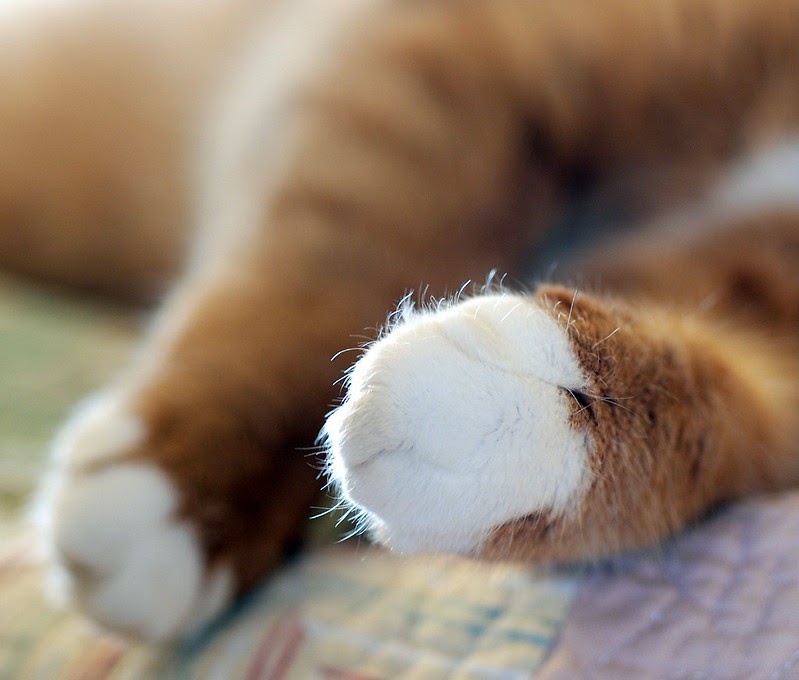 kitten paws - orange kitty with white sock feet