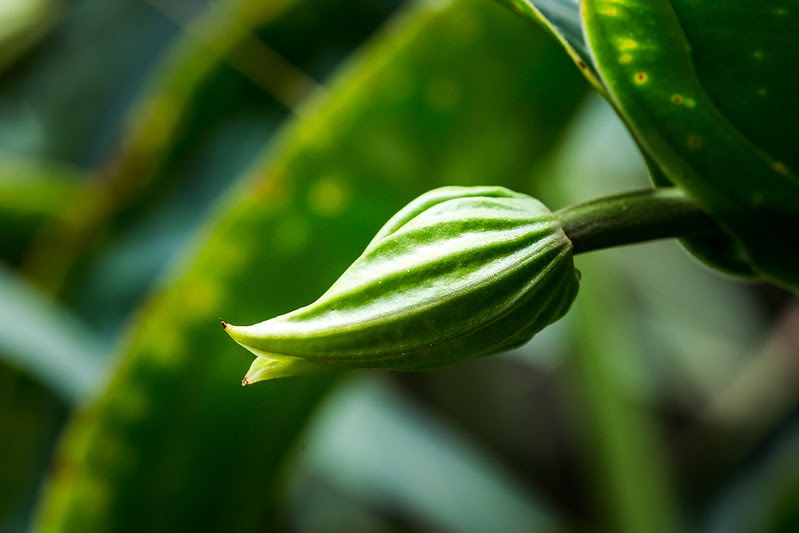 close-up of green flower bud, still enclosed