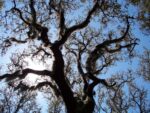 tall live oak tree, sun beaming behind, gnarly limb