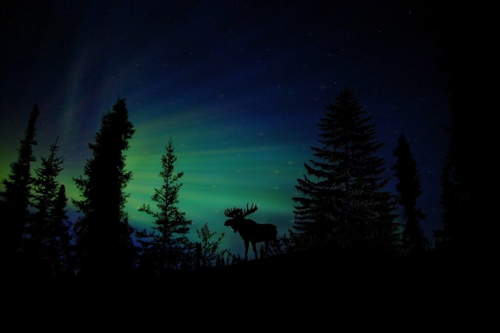 northern lights with a few pine tree silouhettes