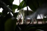 close up of house plant