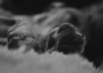close up of dog paws on a furry blanket