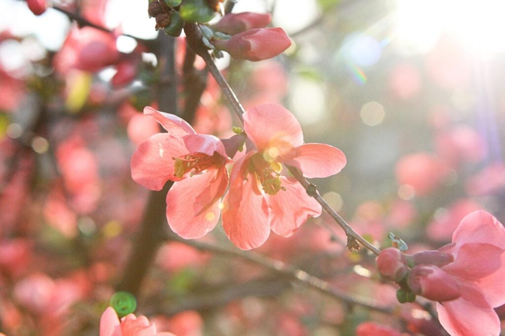 spring flower in bloom, pink