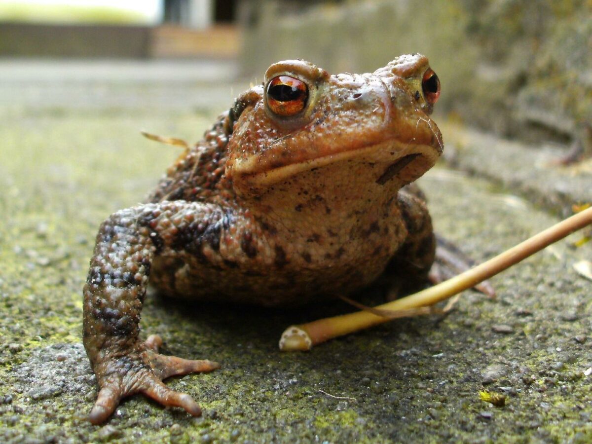 bufo toad on a mossy rock with a stick