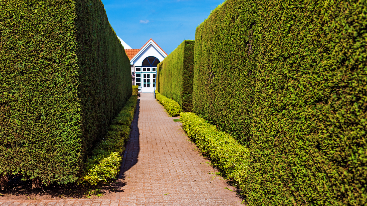 brick path between tall hedges leading to a house