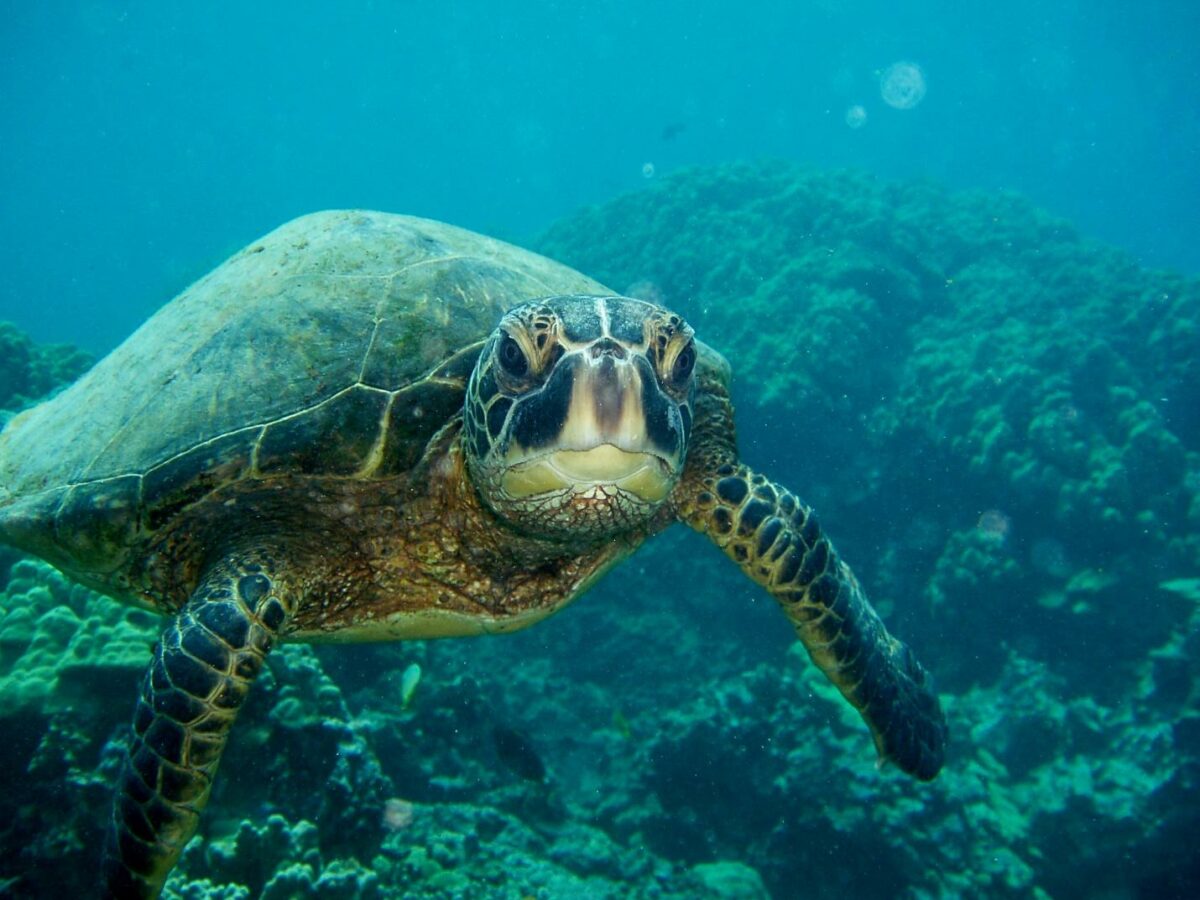 sea turtle underwater with coral in back