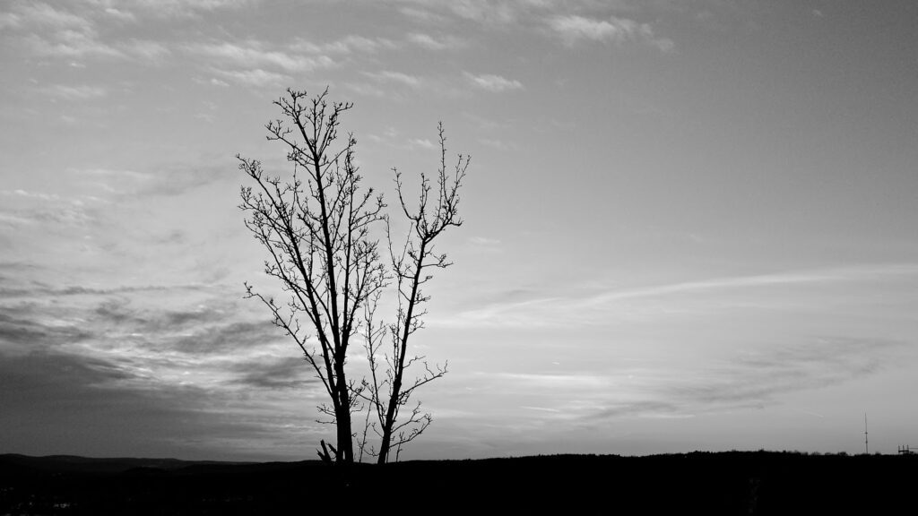 leafless tree in expansive sky; black and white image