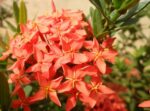 jungle geranium (bright pink-orange petals)