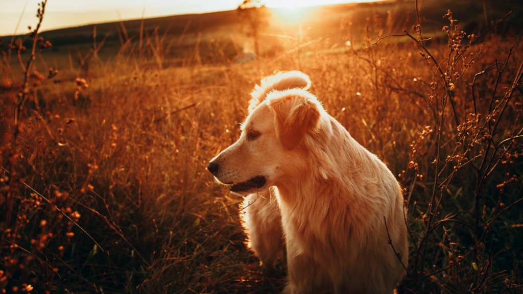 A dog standing in a field with sunset in back
