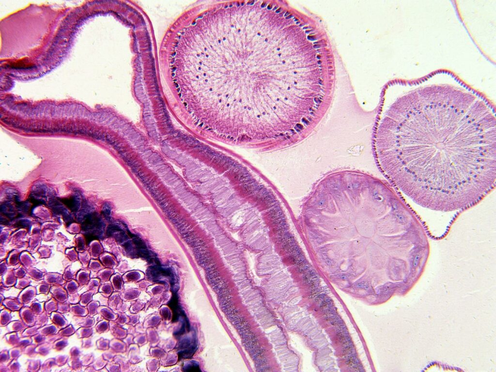 Macro shot of cells under a microscope