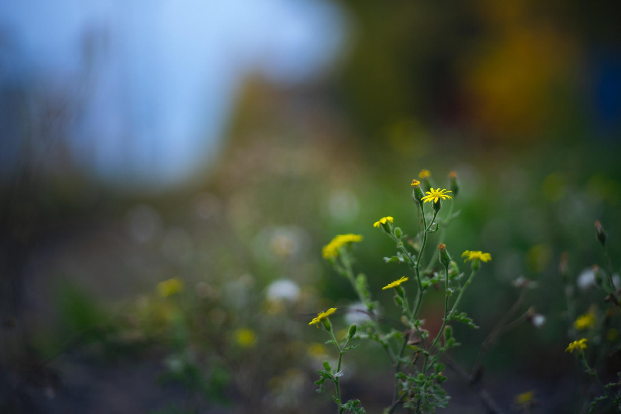 yellow flowers with background out of focus