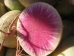 close up of a sliced radish, with a bright purple/pink burst of color