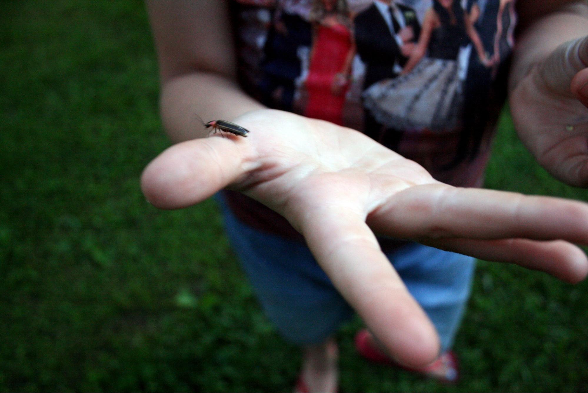 outstretched hand holding lightning bug