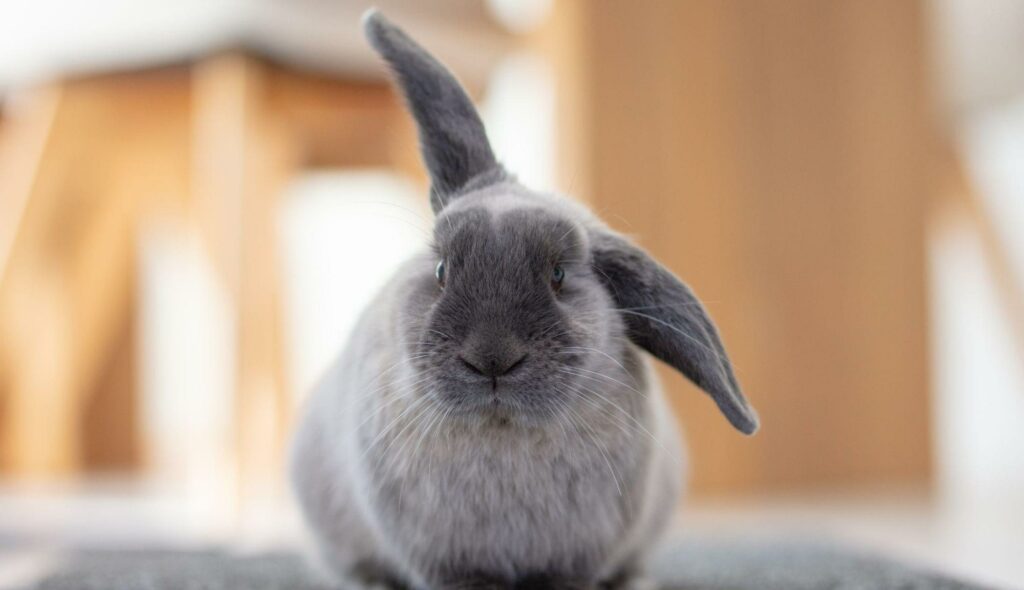 A rabbit with one ear up and the other floppy 