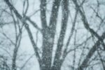 snowy trees on a gray day