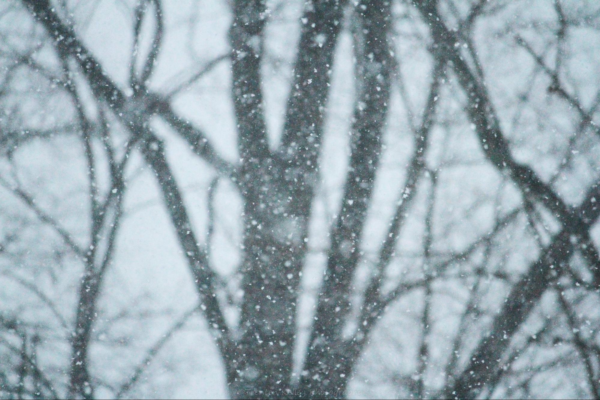 snowy trees on a gray day