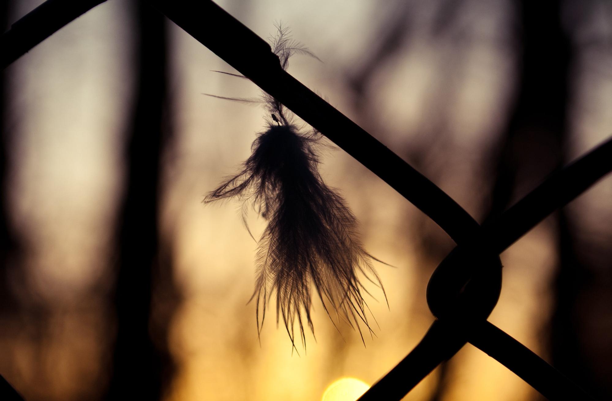 feather hanging on a wire chain link fence