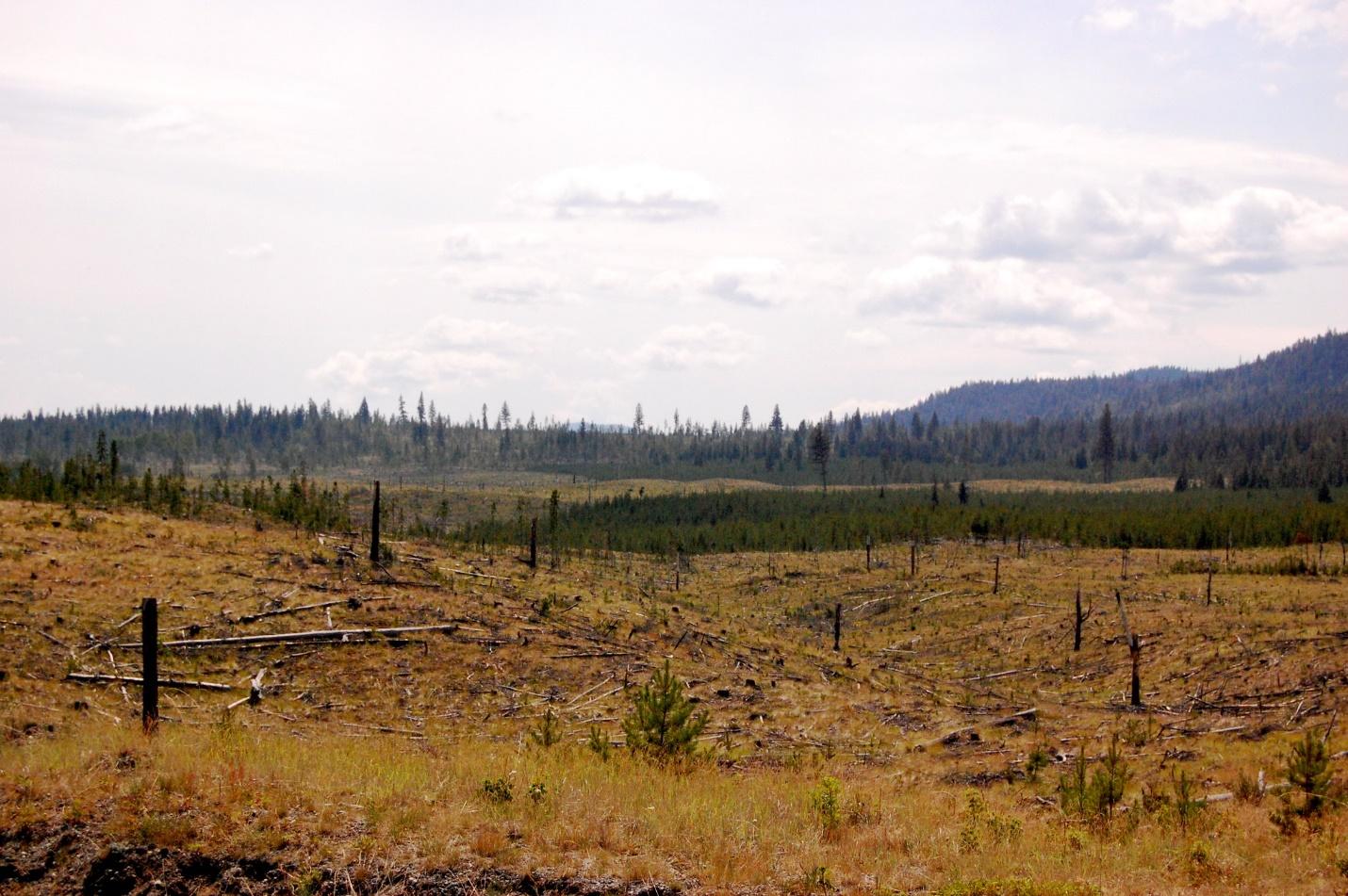 A field with trees in the background, including fallen trees, such as after a fire